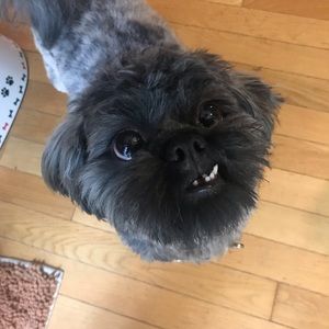 Meet your Posher, Shelby